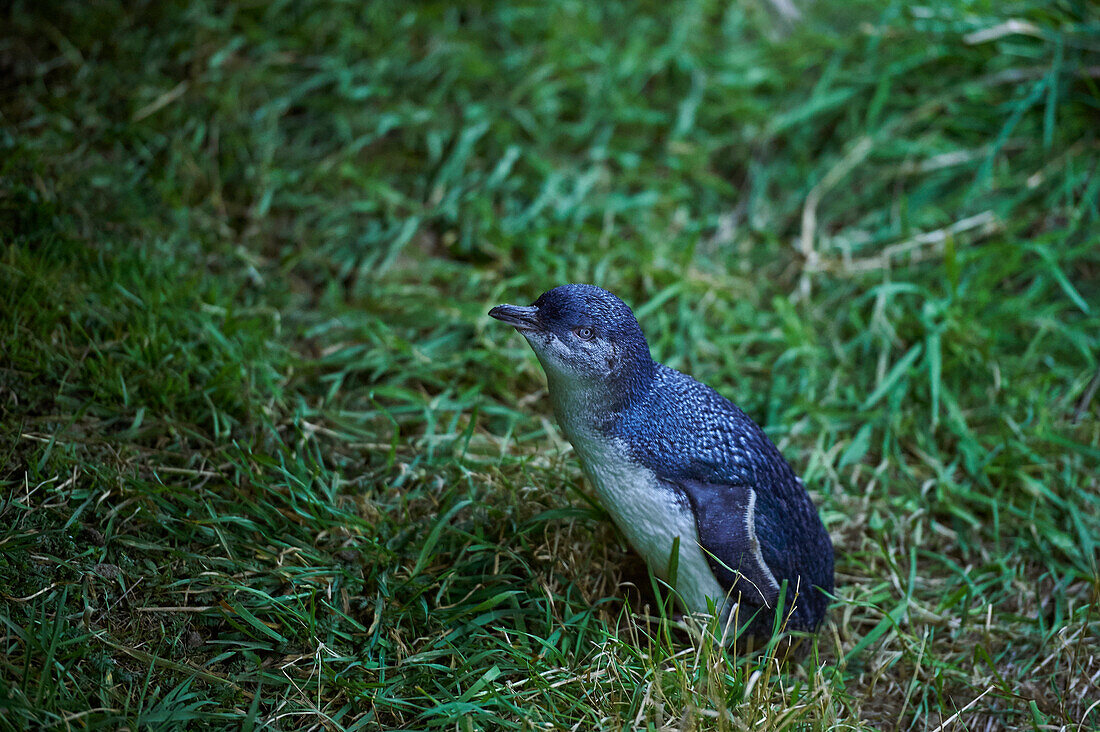A Little Blue Penguin comes ashore to find its burrow for the night at Pilots Beach, Otago Peninsula, South Island, New Zealand, Pacific