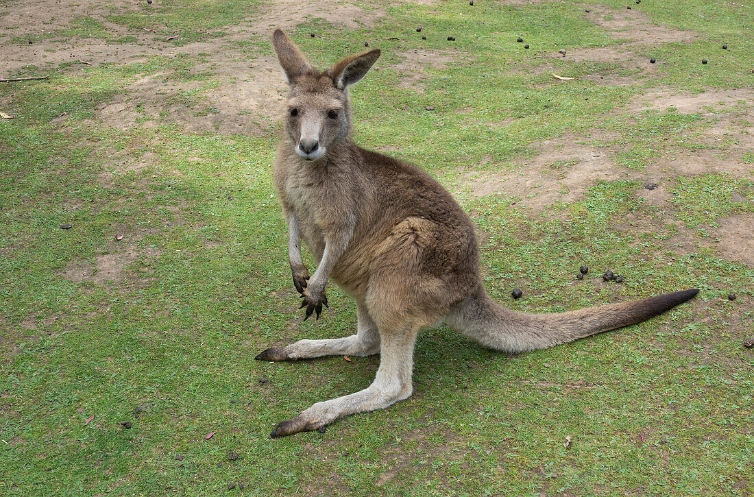 Tasmanian Forester Kangaroo, Tasmania, Australia, Pacific