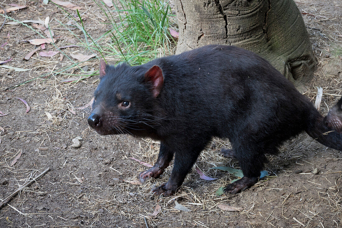 Tasmanian Devil, Tasmania, Australia, Pacific