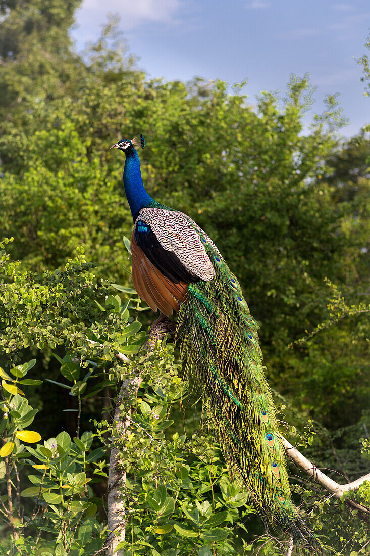 Peacock in a tree at Udawalawe National Park, Sri Lanka, Asia