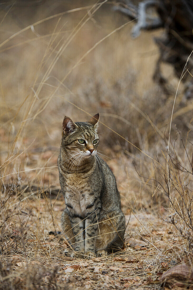 African Wild Cat (Felis lybica), semi-domesticated individual, Limpopo, South Africa