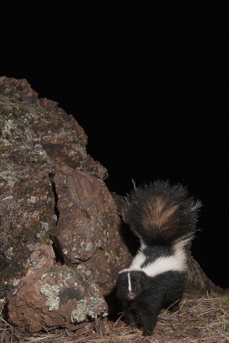 Striped Skunk (Mephitis mephitis) walking at night, Modini Mayacamas Preserve, Mayacamas Mountains, Inner Coast Ranges, California