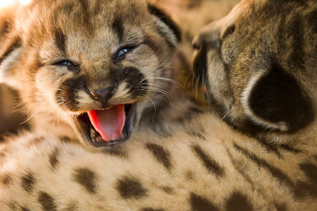 Mountain Lion (Puma concolor) fifteen day old kittens in den, Santa Cruz Puma Project, Santa Cruz Mountains, California