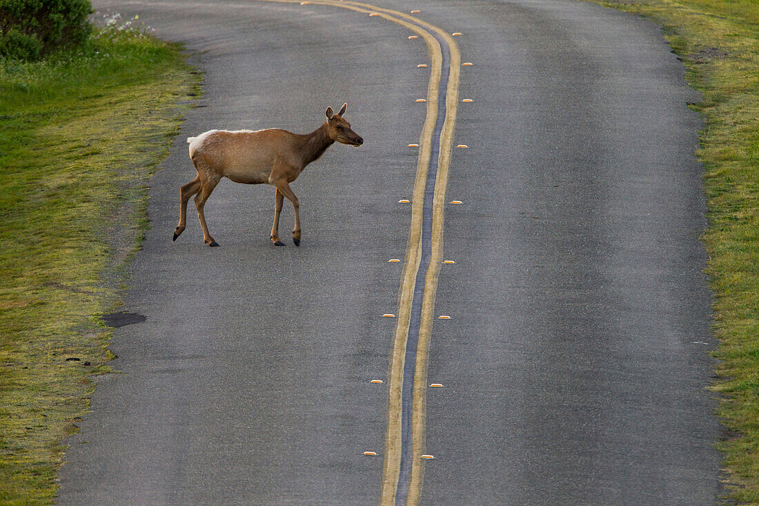 Tule Elk (Cervus elaphus nannodes) female crossing road, Point Reyes National Seashore, California