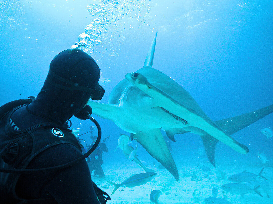 Great Hammerhead Shark (Sphyrna mokarran) and diver, Bimini, Bahamas, Caribbean