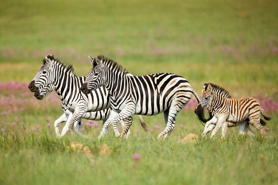 Burchell's Zebra (Equus burchellii) females and foals running, Rietvlei Nature Reserve, South Africa