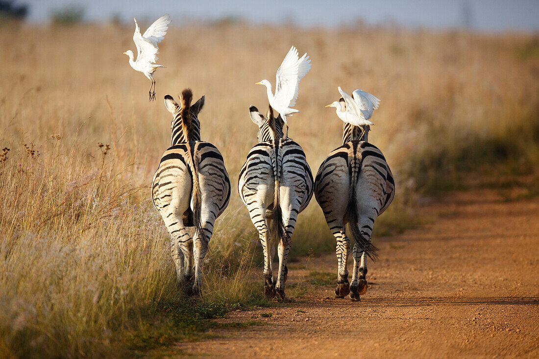 Cattle Egret (Bubulcus ibis) trio taking flight from Burchell's Zebras (Equus burchellii), Rietvlei Nature Reserve, South Africa