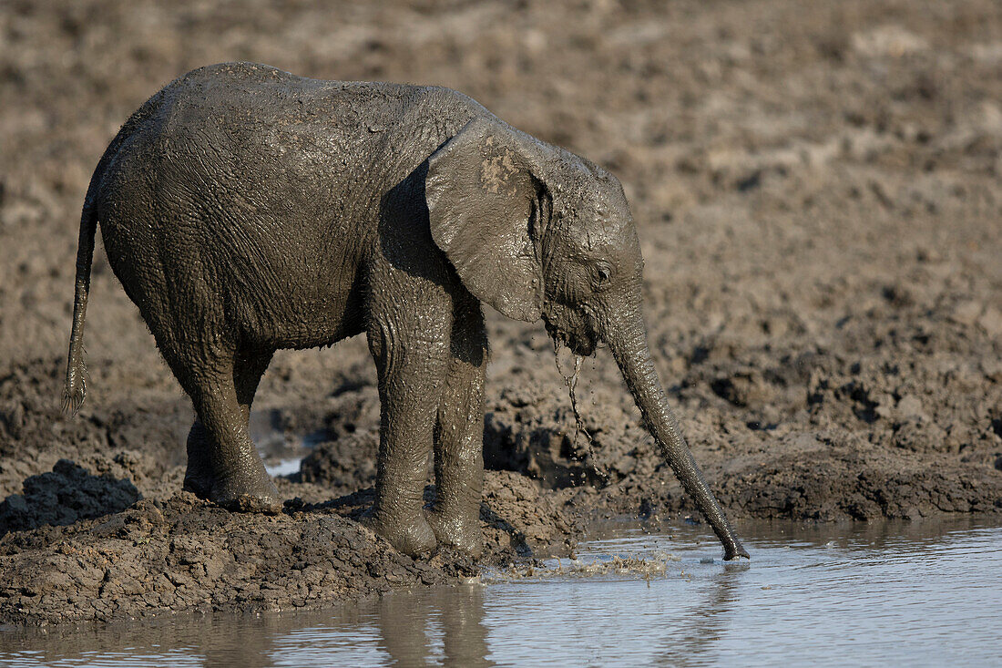 African Elephant (Loxodonta africana) calf covered with mud drinking at waterhole, Mana Pools National Park, Zimbabwe