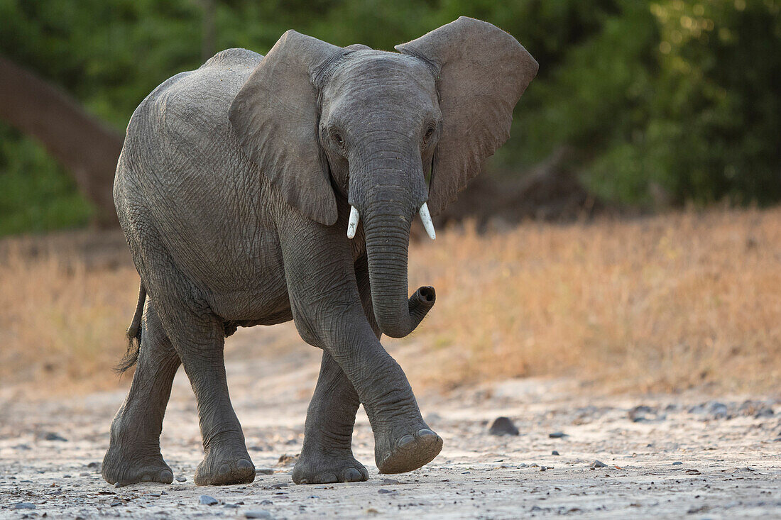 African Elephant (Loxodonta africana), Kaokoland, Namibia