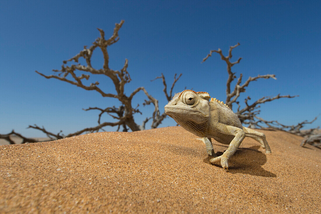 Namaqua Chameleon (Chamaeleo namaquensis) in desert, Dorob National Park, Namibia