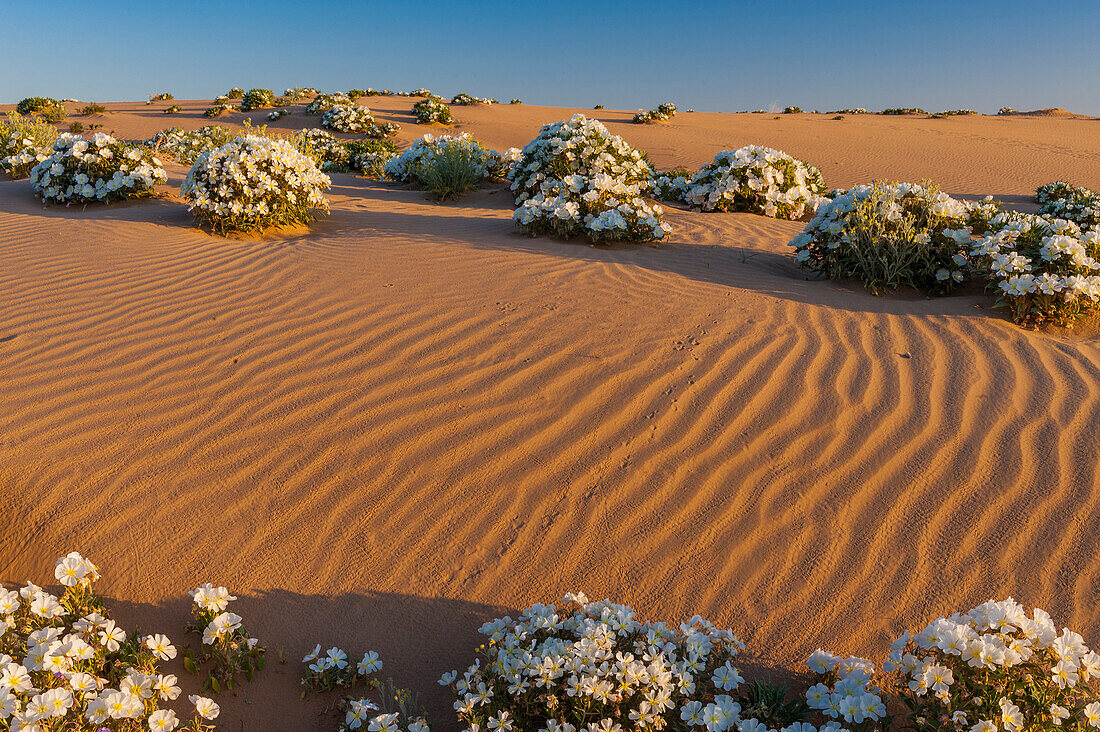 Dune Evening Primrose (Oenothera deltoides) in desert, Mojave Desert, California