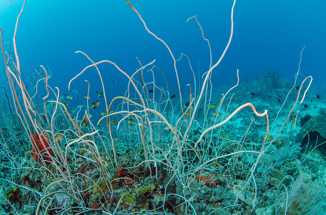 Soft Coral (Alcyonacea), Cenderawasih Bay, West Papua, Indonesia