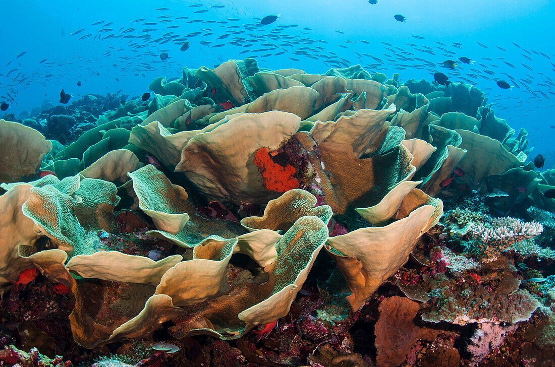 Stony Coral (Agaricia sp), Cenderawasih Bay, West Papua, Indonesia