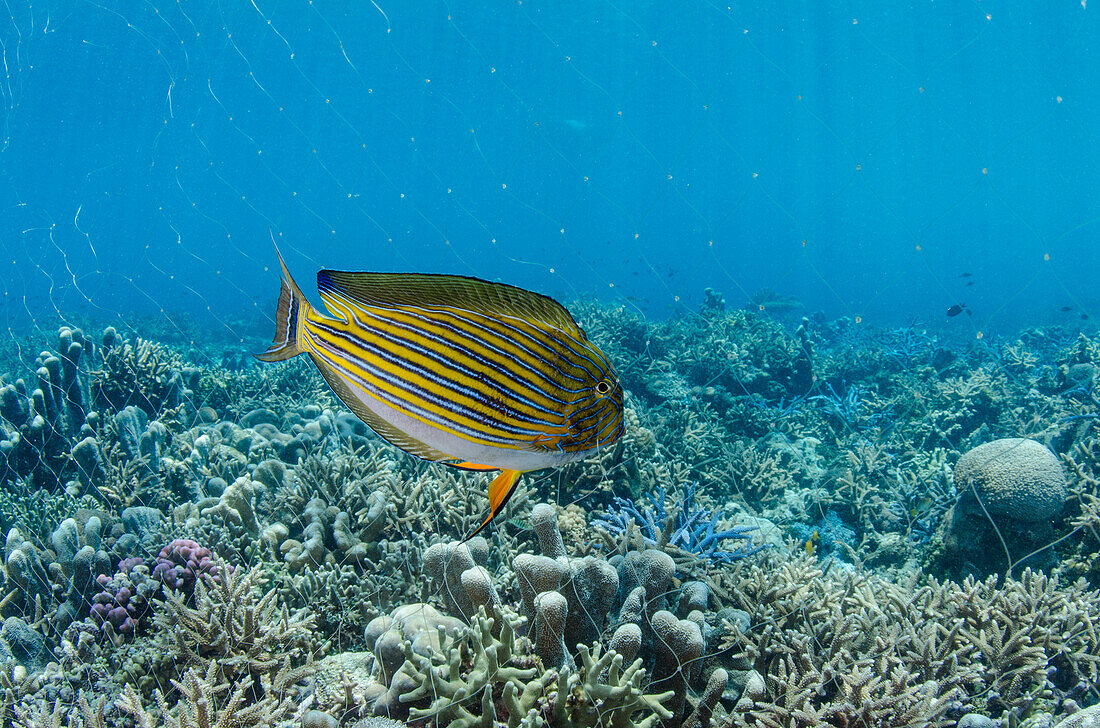 Striped Surgeonfish (Acanthurus lineatus) near net of fisherman, Half Island, Cenderawasih Bay, West Papua, Indonesia