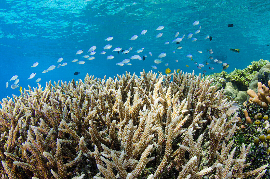 Stony Coral (Acropora sp) and fish school, Cenderawasih Bay, West Papua, Indonesia