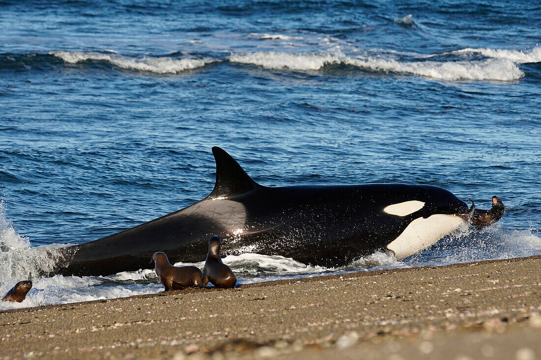 Orca (Orcinus orca) beaching itself to hunt South American Sea Lion (Otaria flavescens), Punta Norte, Peninsula Valdez, Argentina