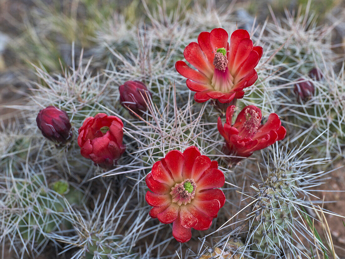 Claret Cup Cactus (Echinocereus triglochidiatus) flowering, Grand Canyon National Park, Arizona