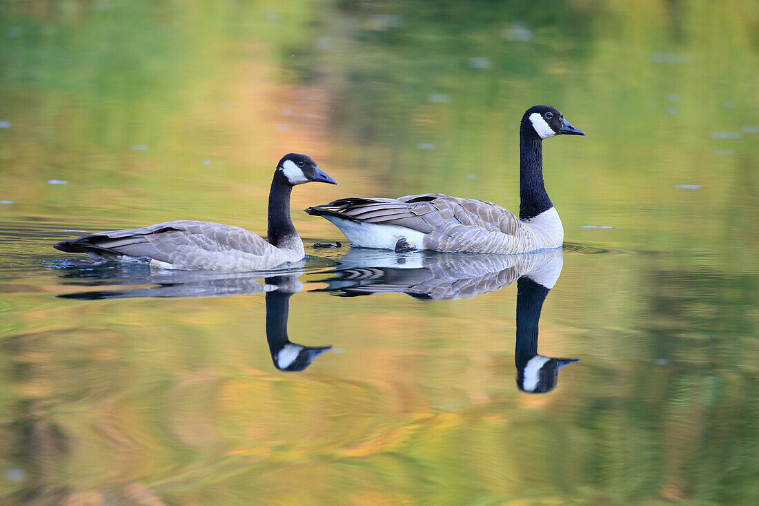 Canada Goose (Branta canadensis) pair, Glacier National Park, Montana