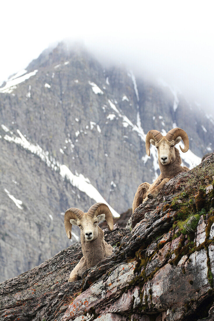 Bighorn Sheep (Ovis canadensis) rams in spring, Glacier National Park, Montana
