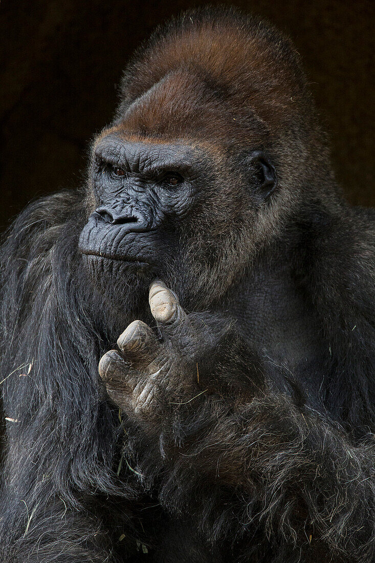 Western Lowland Gorilla (Gorilla gorilla gorilla) male scratching, San Diego Zoo Safari Park, California