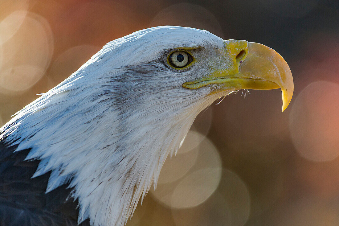 Bald Eagle (Haliaeetus leucocephalus), native to North America