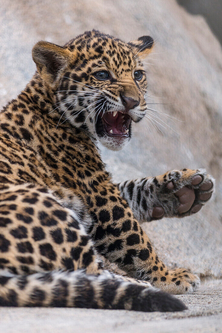 Jaguar (Panthera onca) cub snarling, San Diego Zoo, California