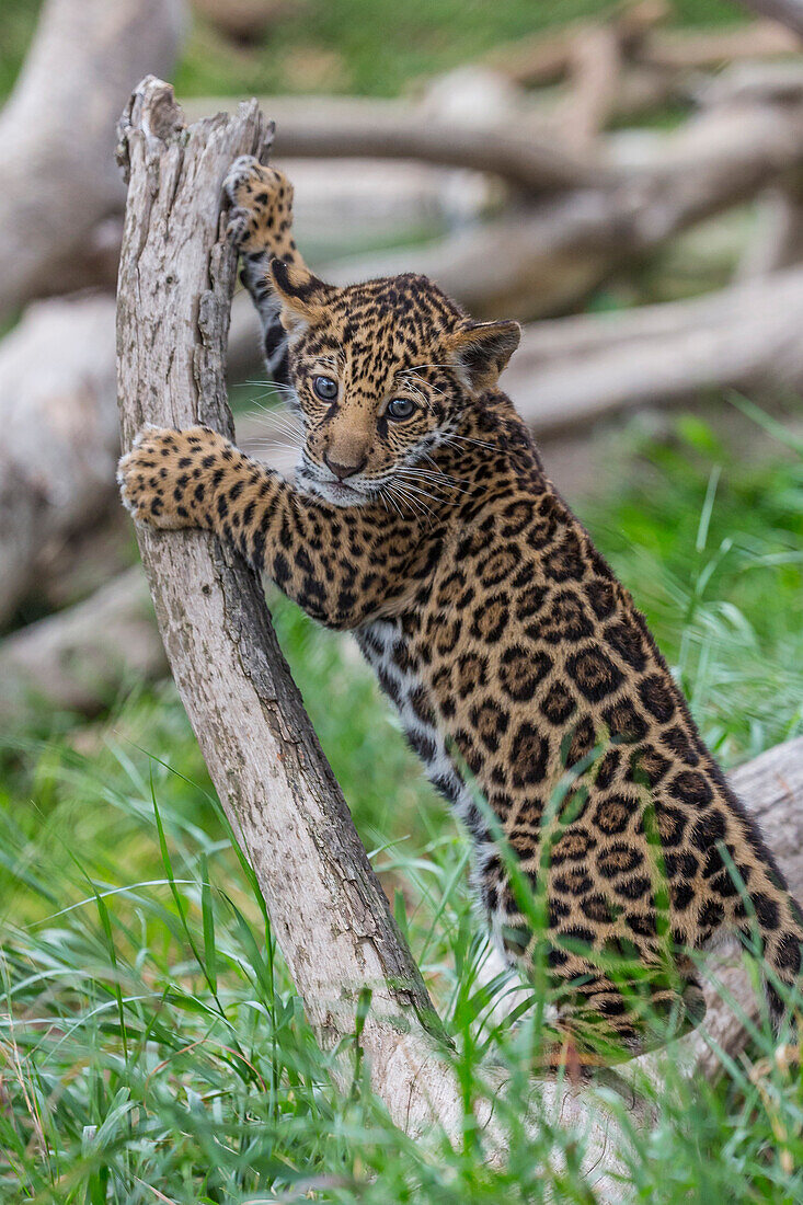 Jaguar (Panthera onca) cub, San Diego Zoo, California