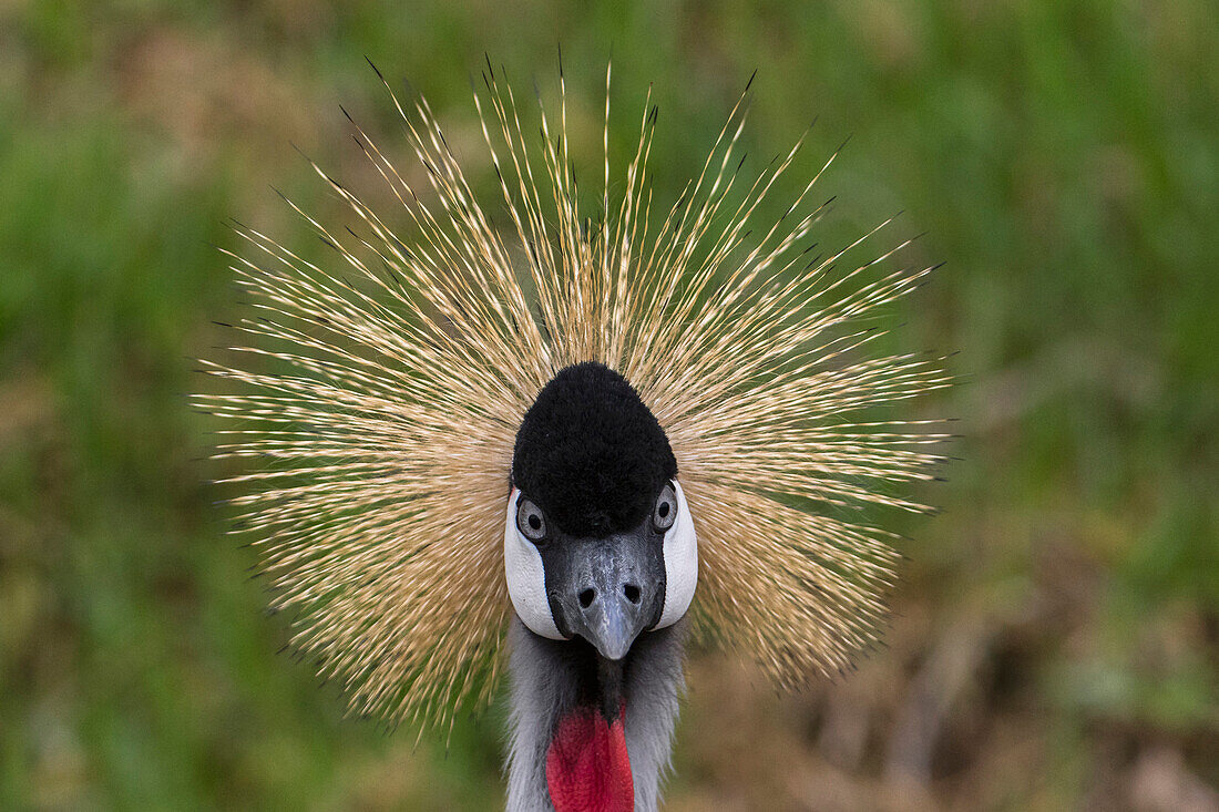 Grey Crowned Crane (Balearica regulorum), native to Africa