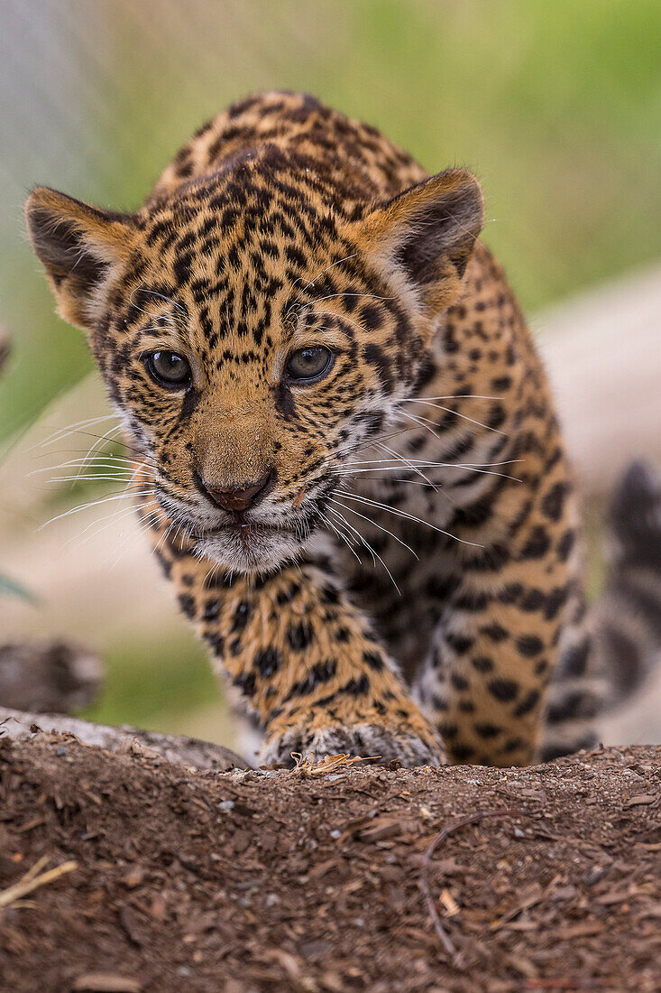 Jaguar (Panthera onca) cub, San Diego Zoo, California