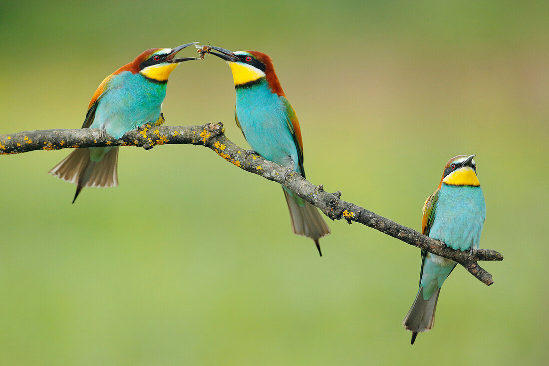 European Bee-eater (Merops apiaster) pair offering food during courtship, Cadiz, Spain