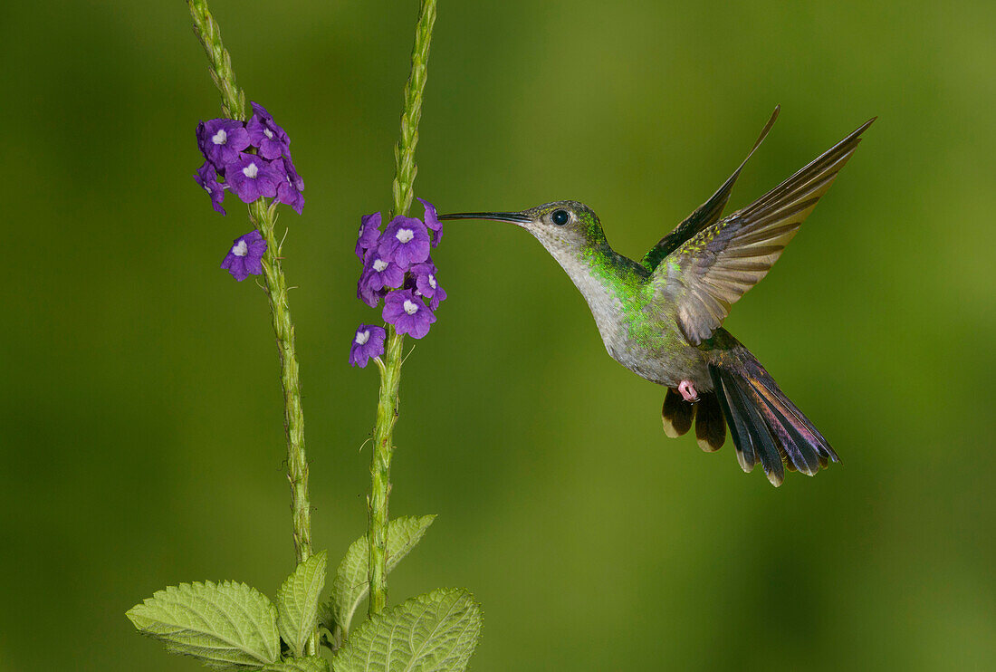 Red-footed Plumeleteer (Chalybura urochrysia) female feeding on flower nectar, Costa Rica