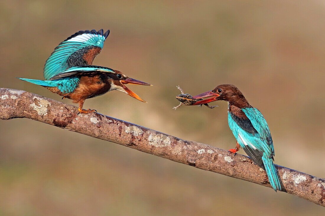 White-throated Kingfisher (Halcyon smyrnensis) parent feeding fledgling, Malaysia