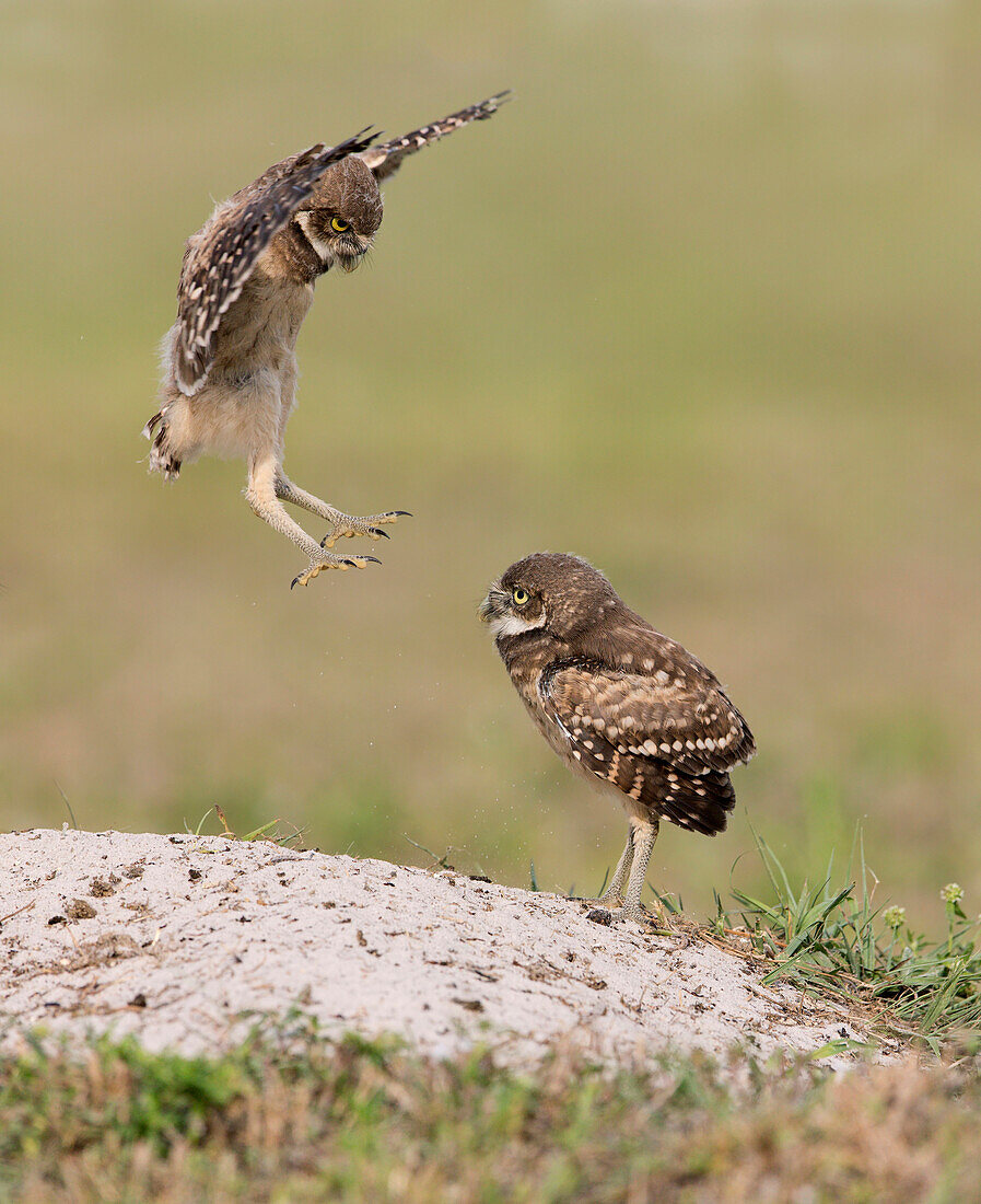 Burrowing Owl (Athene cunicularia) juvenile flying, Florida