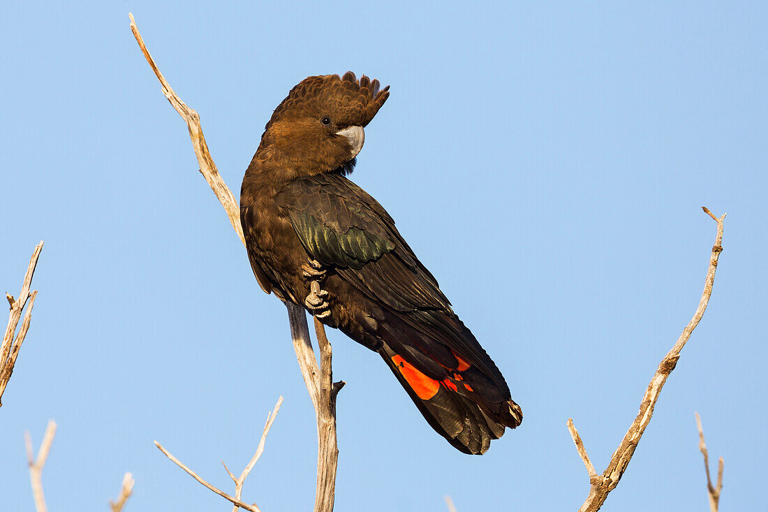 Glossy Black-Cockatoo (Calyptorhynchus lathami) male, Kangaroo Island, South Australia, Australia