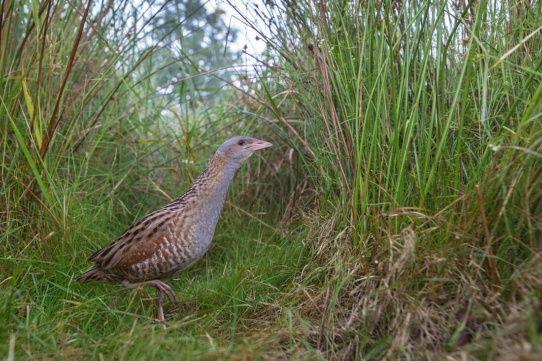 Corncrake (Crex crex) male, Saxony, Germany