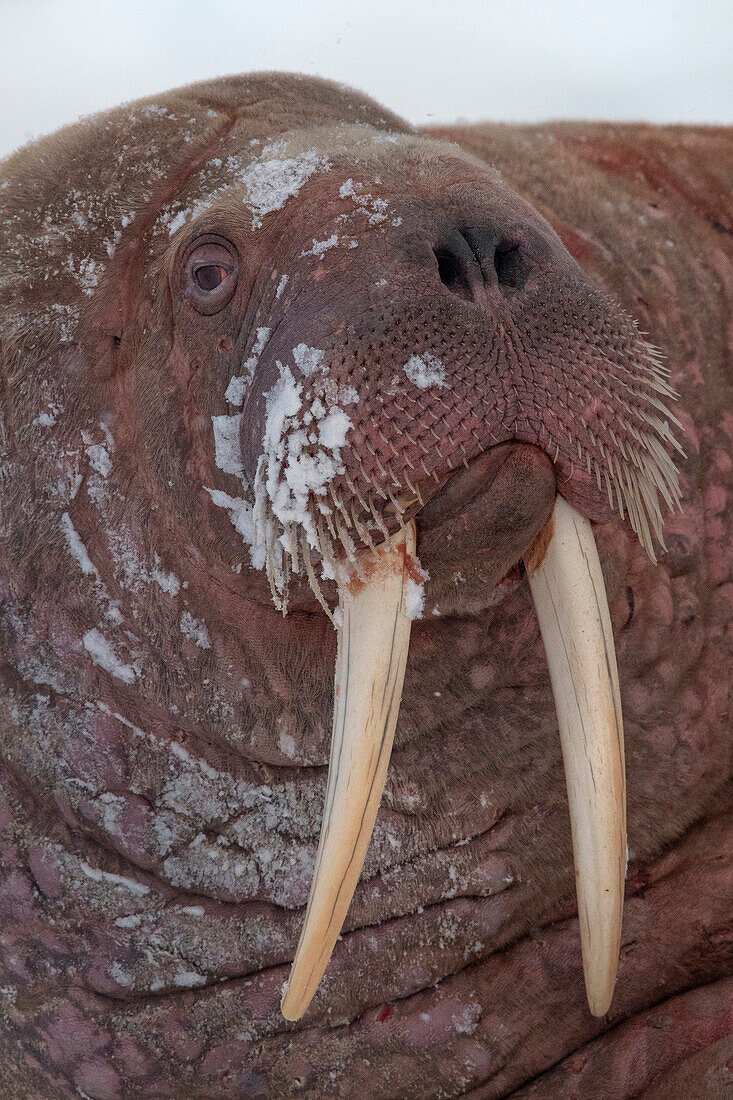 Walrus (Odobenus rosmarus) in winter, Moffen Island, Svalbard, Spitsbergen, Norway