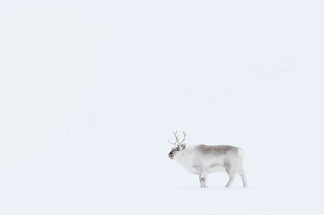 Svalbard Reindeer (Rangifer tarandus platyrhynchus) male in winter, Svalbard, Spitsbergen, Norway