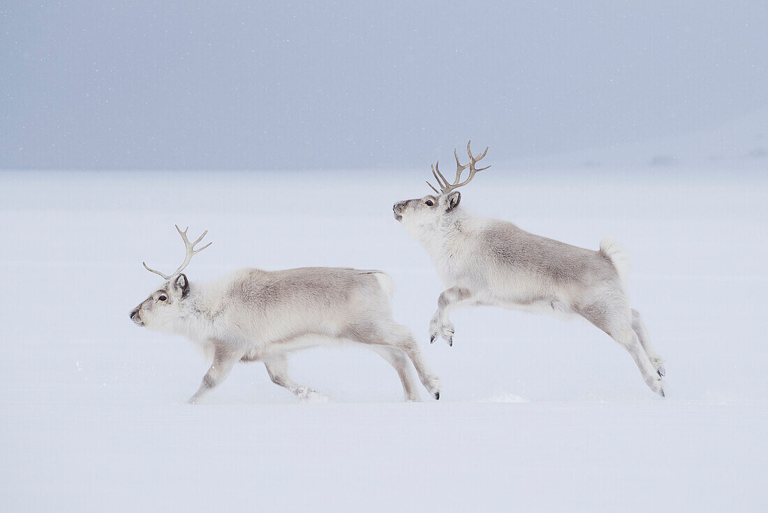 Svalbard Reindeer (Rangifer tarandus platyrhynchus) males running and jumping in snow, Svalbard, Spitsbergen, Norway