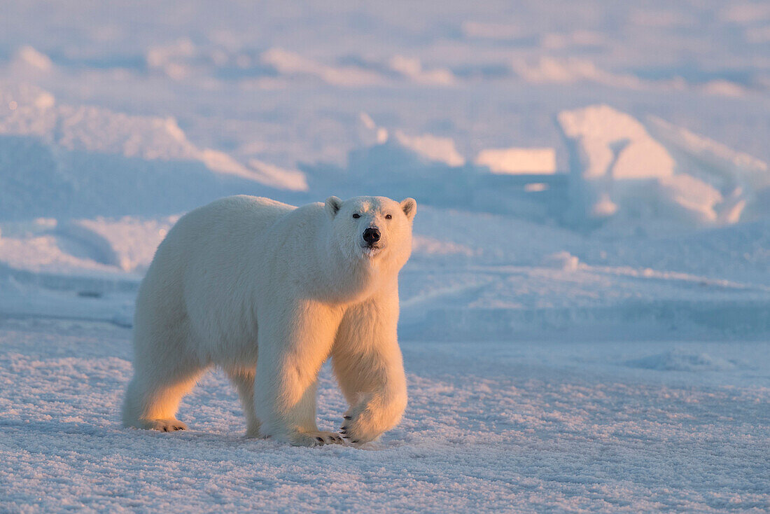 Polar Bear (Ursus maritimus) on ice, Svalbard, Spitsbergen, Norway