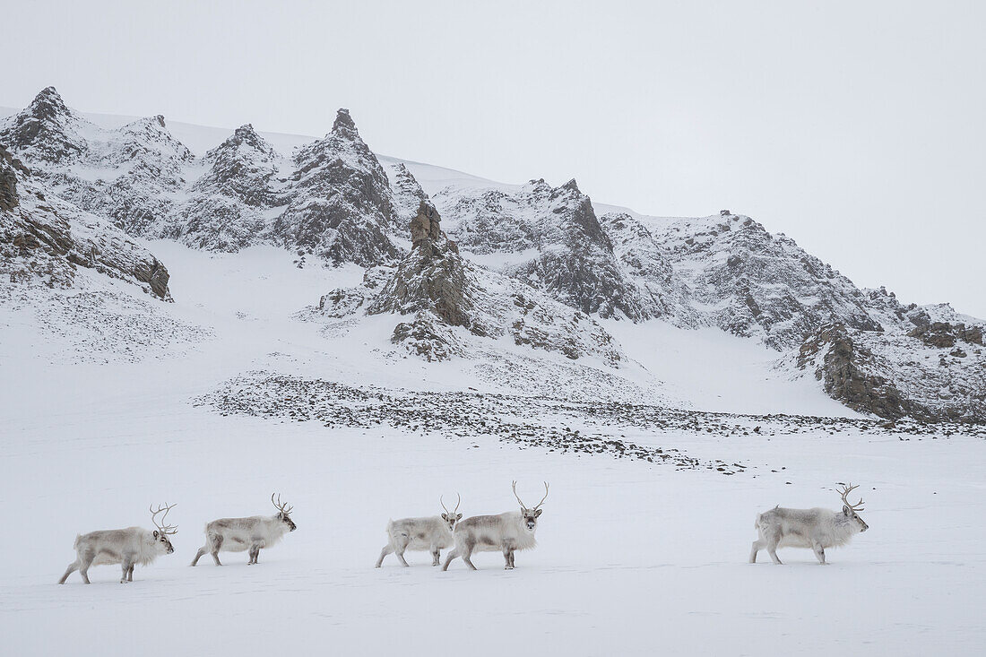 Svalbard Reindeer (Rangifer tarandus platyrhynchus) males in winter, Svalbard, Spitsbergen, Norway