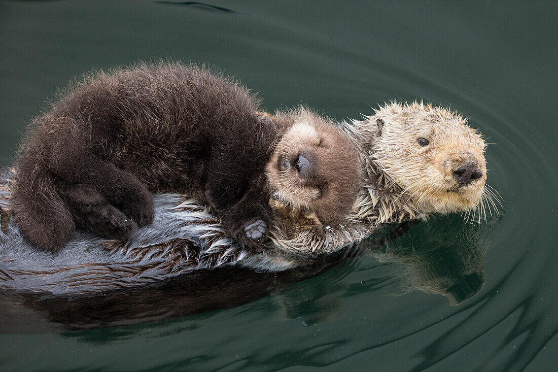 Sea Otter (Enhydra lutris) mother and three day old newborn pup, Monterey Bay, California