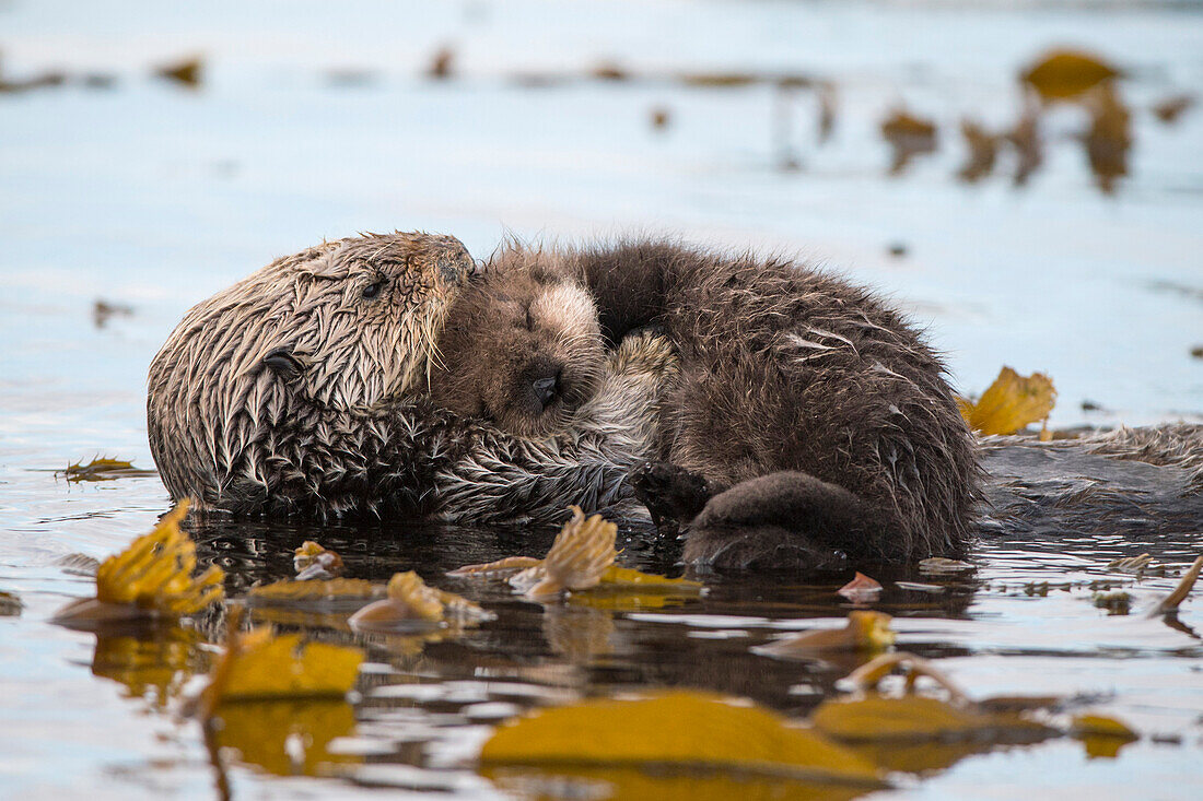 Sea Otter (Enhydra lutris) mother and six day old newborn pup, Monterey Bay, California
