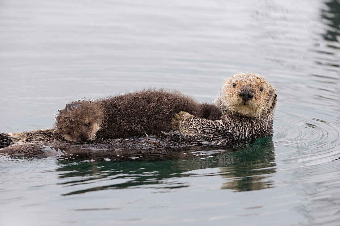 Sea Otter (Enhydra lutris) mother and three day old newborn pup, Monterey Bay, California