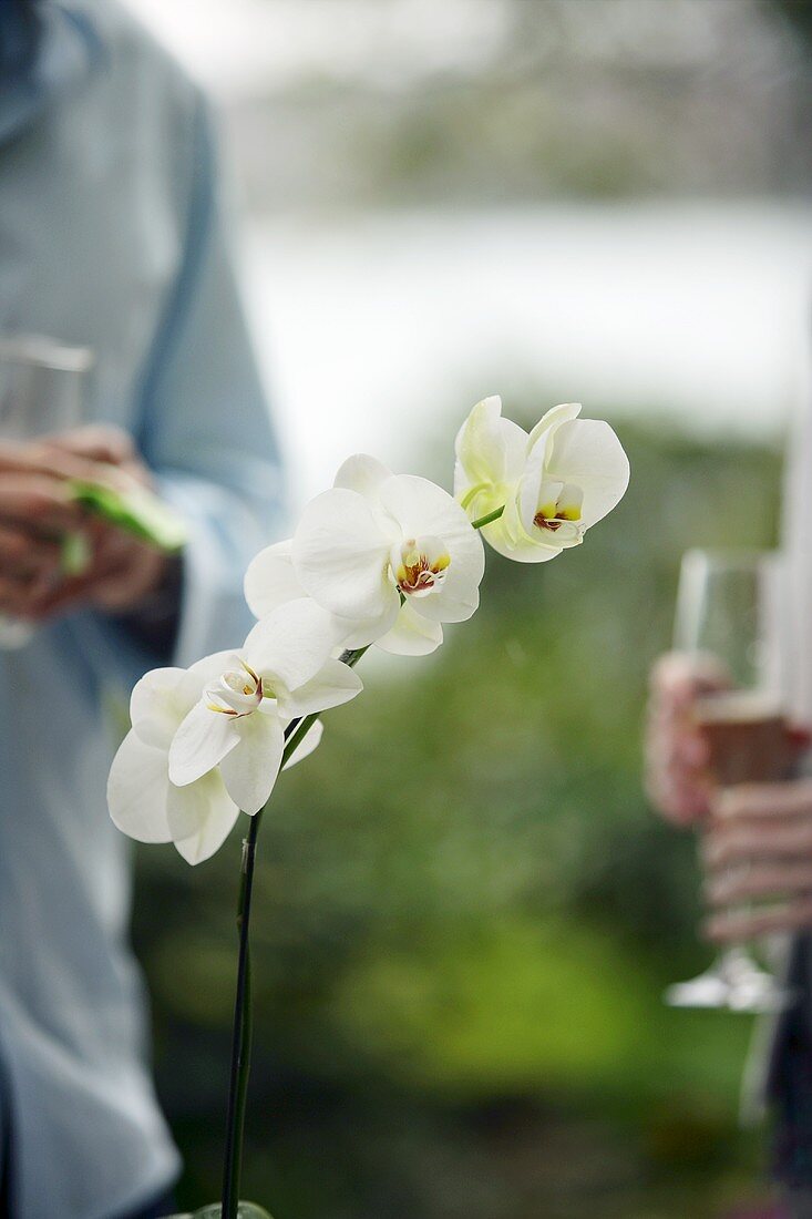 Menschen bei Cocktailparty, Orchidee im Vordergrund