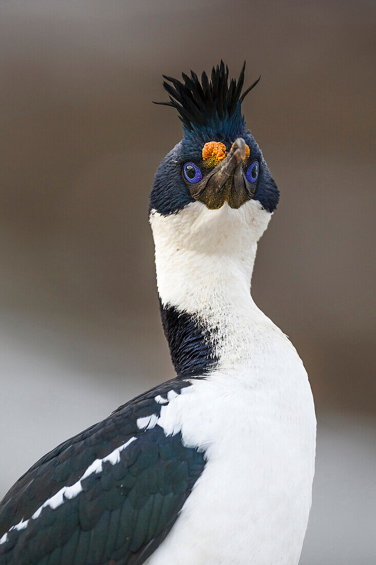 Blue-eyed Cormorant (Phalacrocorax atriceps), Sea Lion Island, Falkland Islands