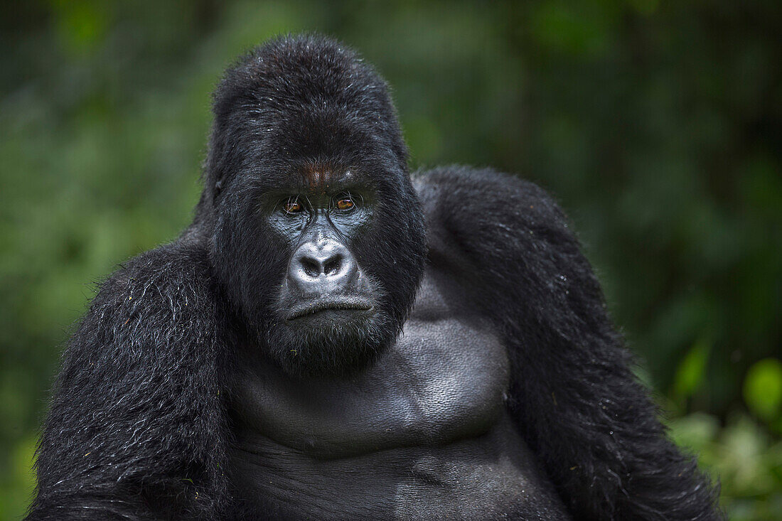 Mountain Gorilla (Gorilla gorilla beringei) silverback, Virunga National Park, Democratic Republic of the Congo