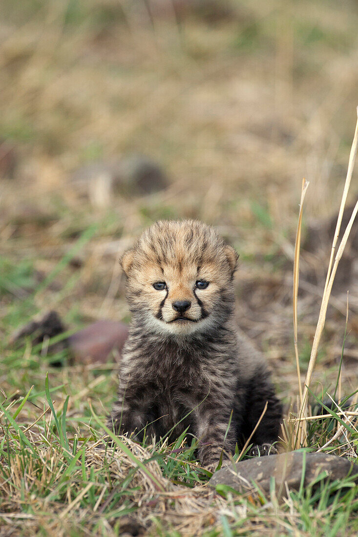 Cheetah (Acinonyx jubatus) sixteen day old cub, Masai Mara, Kenya