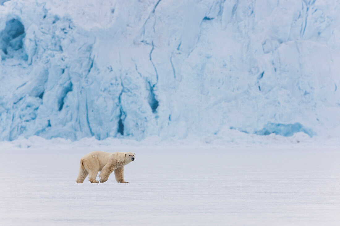 Polar Bear (Ursus maritimus) male walking on frozen fjord in front of glacier, Svalbard, Norway