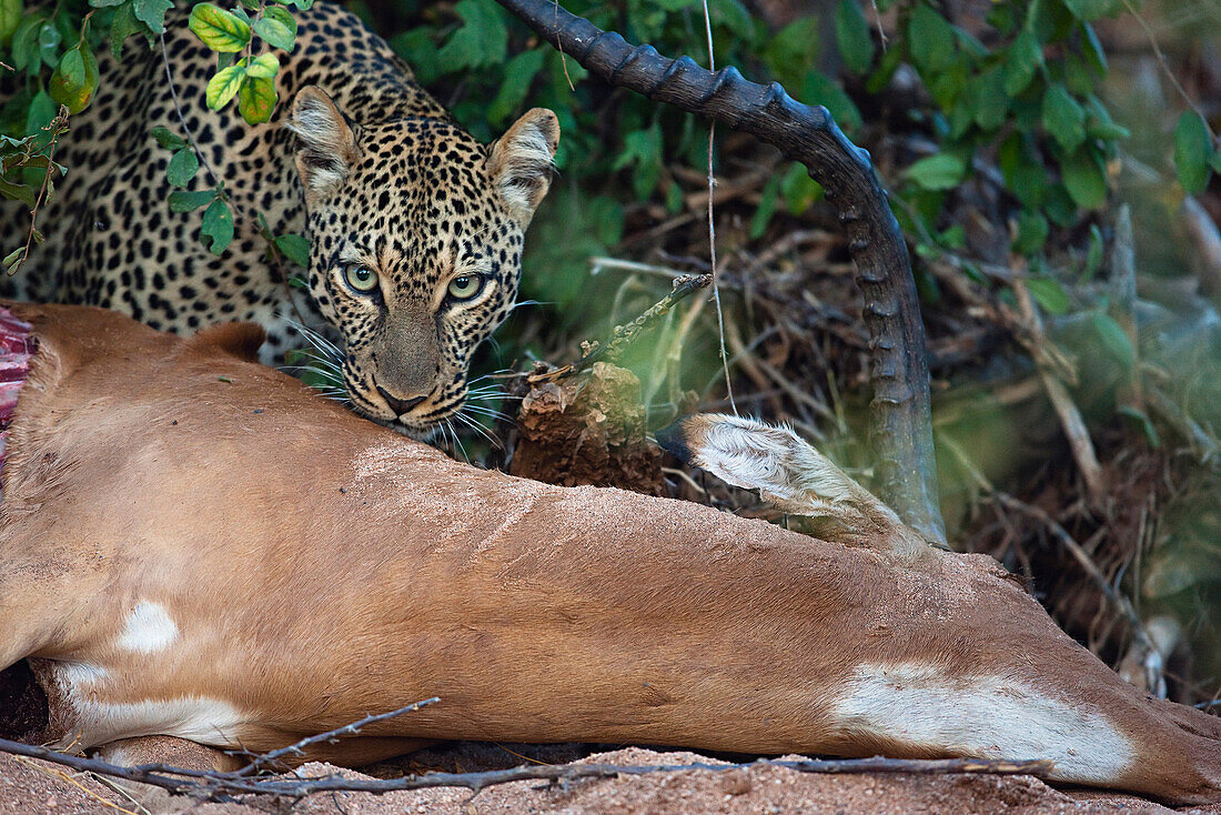 Leopard (Panthera pardus) with Impala (Aepyceros melampus) kill, Samburu-Isiolo Game Reserve, Kenya