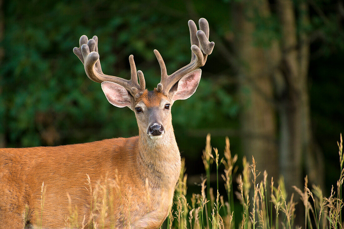 White-tailed Deer (Odocoileus virginianus) buck in velvet, North America